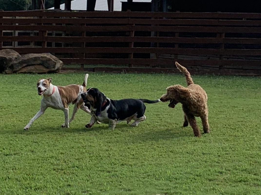 Three dogs running and playing on the lawn
