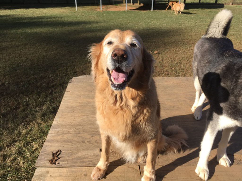 Golden retriever in dog park