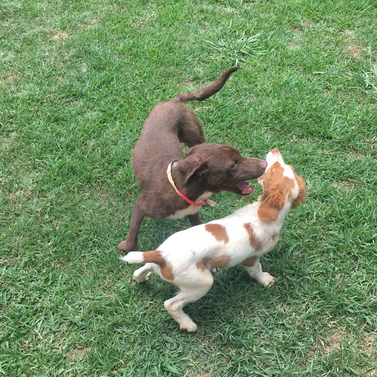 Dogs playing on the lawn
