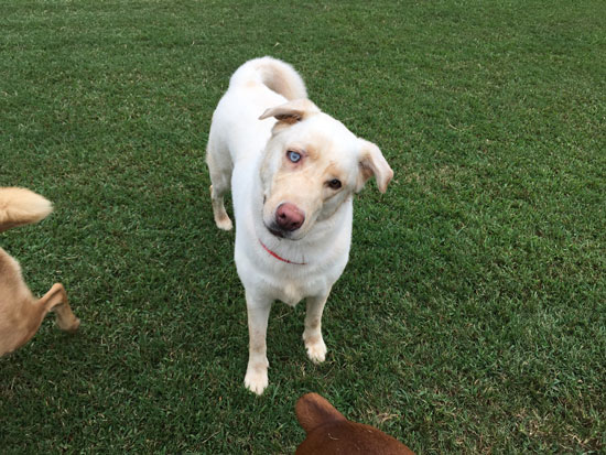 Dogs at The Dog Barn