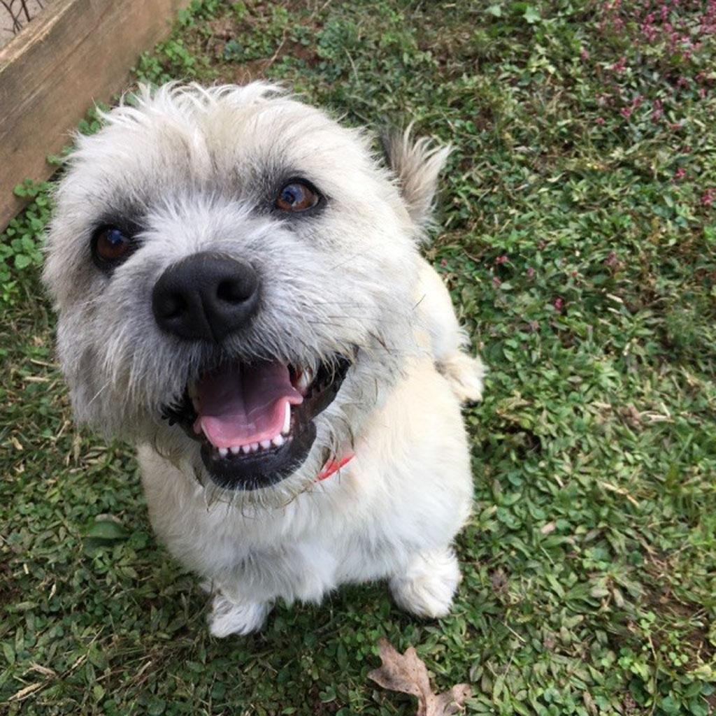 White Shih Tzu smiling on green grass