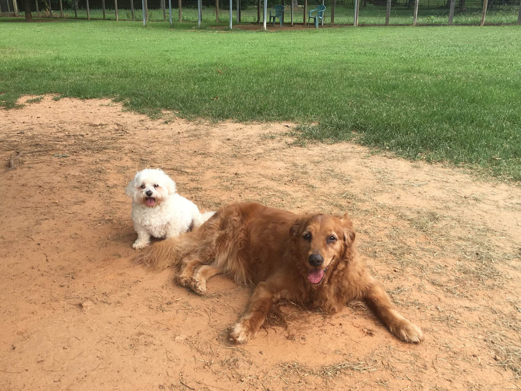 Dogs in outdoor play area
