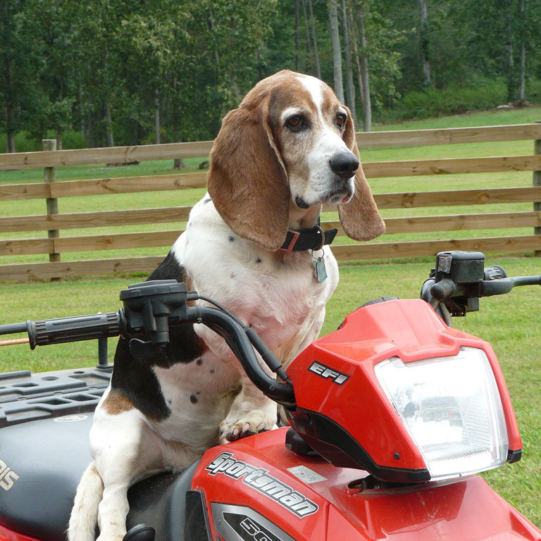 Basset hound on ATV at the farm