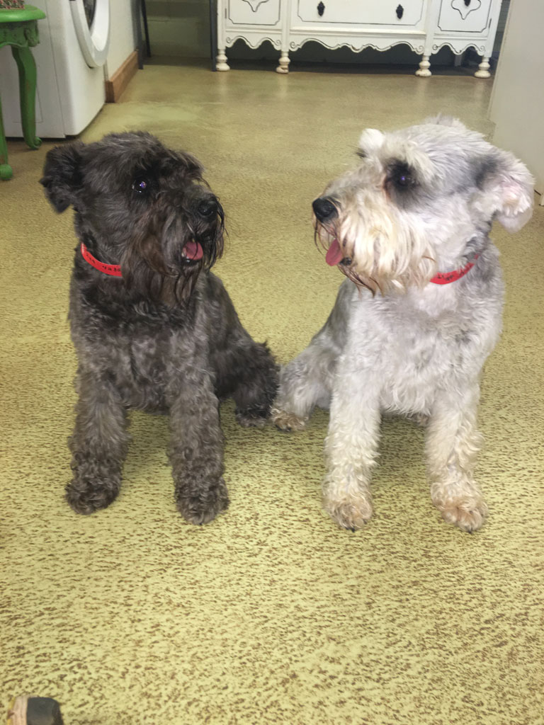 Two terrier dogs playing indoors